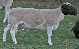 Dorper Rams For Sale